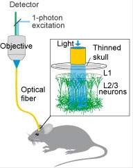 Nova tcnica usa luz para observar funcionamento do crebro