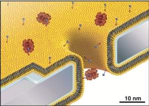 Antena de mariposa inspira nanotecnologia para estudar Mal de Alzheimer