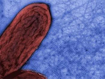 Bactria produz nanofios quase metlicos