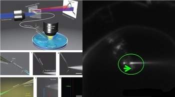 Endoscópio celular fotografa e manipula células vivas