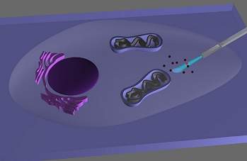 Endoscpio celular fotografa e manipula clulas vivas
