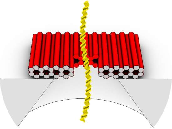 Biossensores usam origami de DNA e tunelamento quntico