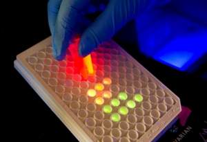 Bioluminescncia de vagalumes inspira LEDs que dispensam energia