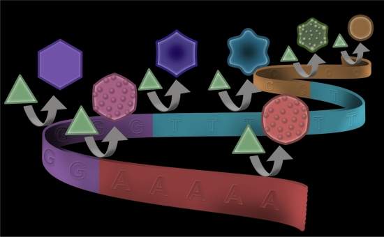 DNA metlico: cdigo gentico molda sntese de nanopartculas