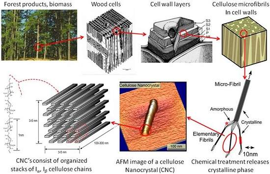 Nanocelulose: nanotecnologia da madeira promete superar plsticos