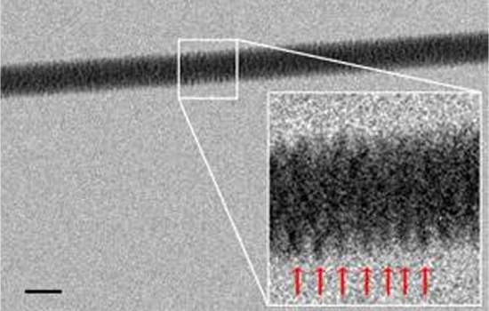 Molcula de DNA  fotografada diretamente pela primeira vez