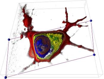 010165130215-microscopia-holografica-2.jpg