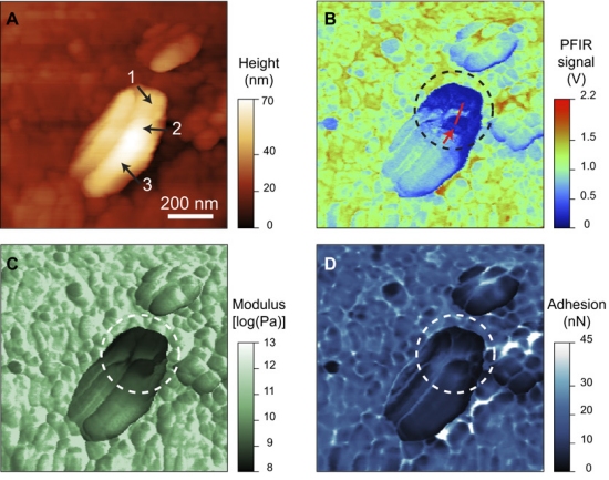 Novo microscpio mostra uma quadro mais completo do mundo nano