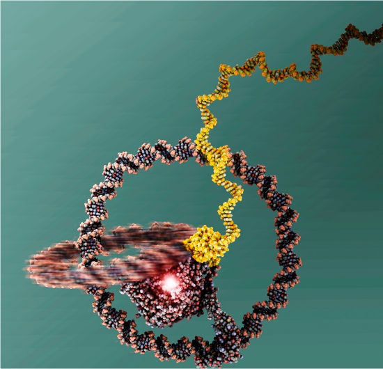 Nanocarro solta RNA no escapamento