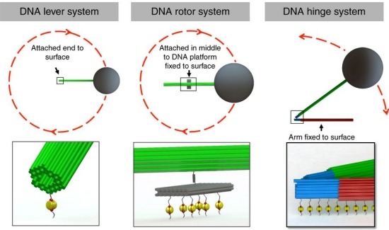 Nanorrobs de DNA controlados instantaneamente com magnetismo