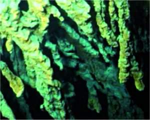 A maldio do Titanic: bactria desconhecida acelera corroso