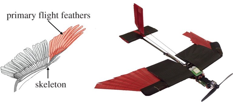 Drone com asas mveis voa (quase) como um pssaro