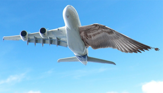 Avies com asas que mudam de forma se parecero mais com pssaros