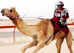 Jqueis-robs estriam em corrida de camelos