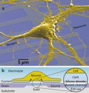 Neurochip faz comunicao entre neurnios e circuitos eletrnicos