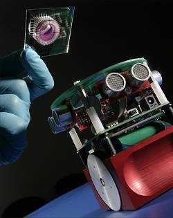 Robô é controlado por cérebro biológico artificial