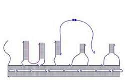 Andarilho robtico de DNA imita o sistema de transporte das clulas