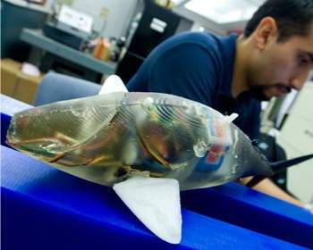 Peixes-robôs flexíveis nadam como peixes reais