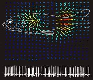 Rob submarino tem sistema sensorial inspirado em peixes cegos