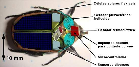 Inseto ciborgue terá gerador de energia e mochila