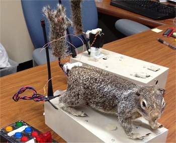 Robô esquilo versus cascavel: o resultado surpreendeu