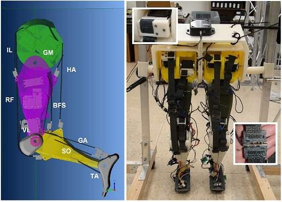 Pernas robticas ganham gingado humano com rede neural