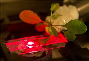 Plantas binicas capturam mais luz e detectam poluentes