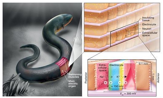 Gerador biocompatvel inspirado na enguia produz mais de 100V