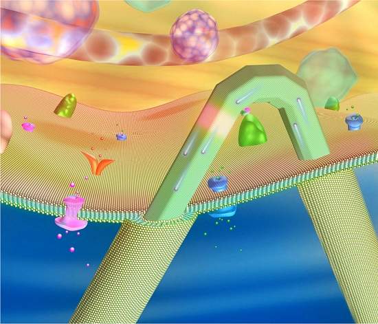Nanotransistores medem sinais dentro das clulas