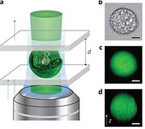 Laser vivo: célula humana emite raios laser