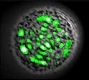 Laser vivo: célula humana emite raios laser