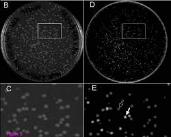 Computador vivo  construdo com bactrias geneticamente modificadas