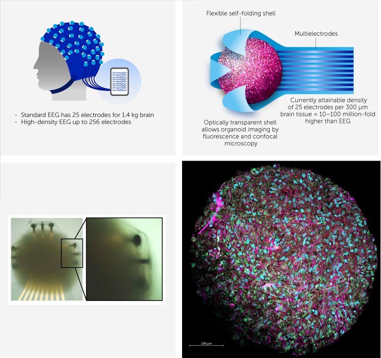 Inteligncia Organoide: Biocomputador feito de clulas cerebrais vivas