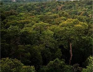 Estudo brasileiro sobre Amazônia atrai atenção internacional