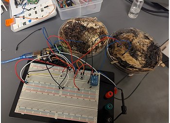 Cogumelos viram computadores que imitam o crebro