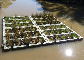 Agricultura flutuante: Plataformas artificiais economizam terra e tratam a gua