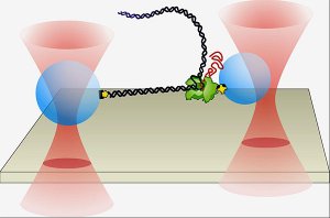 Novo microscpio v molcula em movimento com preciso atmica