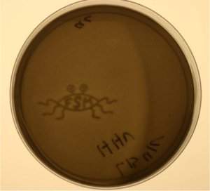 Bactéria geneticamente modificada tira fotografia de alta resolução