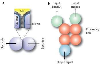 Células sintéticas são usadas para formar dispositivos eletrônicos