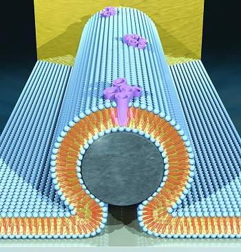 Nanofio bioeletrnico conecta mundos biolgico e eletrnico