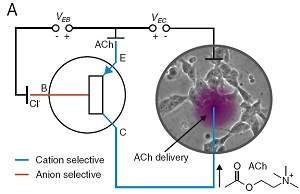 Neurônios são controlados eletronicamente com transístor iônico