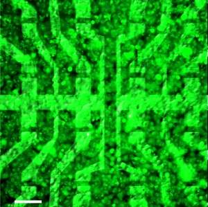 Grafeno biocompatível lê sinais de células vivas