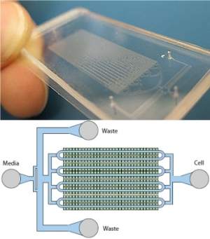 Biopixels usam bactérias para criar letreiros neon vivos