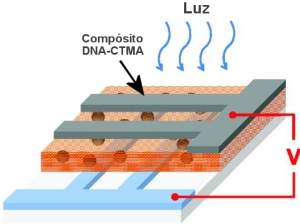 Memria de DNA gravada com luz nunca se esquece