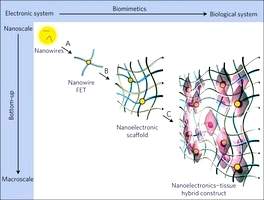 Tecidos ciborgues misturam biolgico e eletrnico