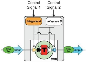 Transístor biológico leva computação para interior de células vivas