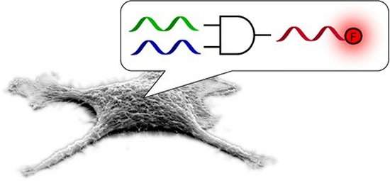 Computao com DNA  feita dentro de clulas vivas