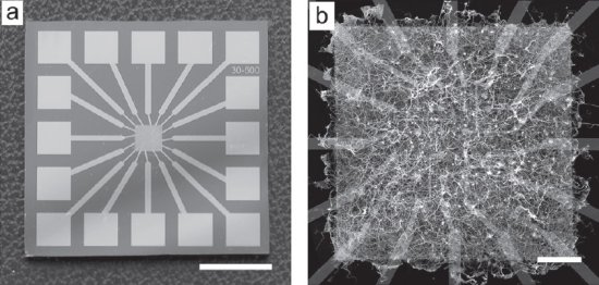 Nanoestrutura apresenta comportamento computacional emergente