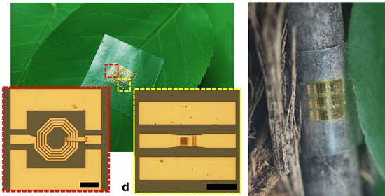 Chip de madeira aponta caminho da eletrônica biodegradável