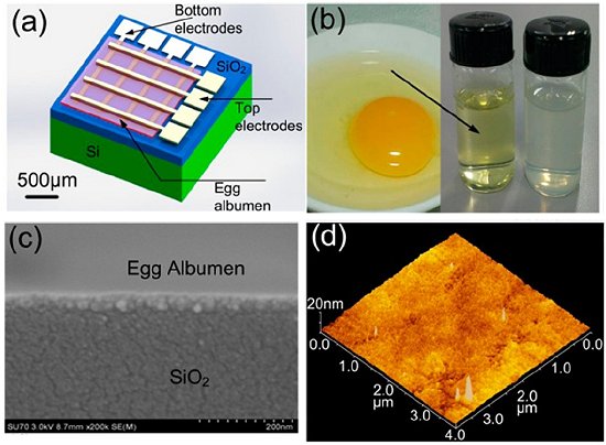 Sinapse artificial agora tambm biocompatvel e absorvvel